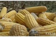 阿根廷虫害影响大，玉米恐进一步减产